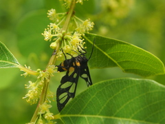 Amata sperbius