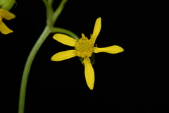 Senecio taitungensis