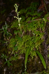 Platanthera devolii