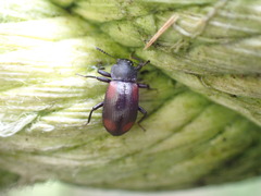 Plamius quadrinotatus