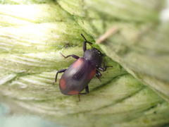 Plamius quadrinotatus