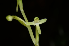 Platanthera devolii