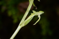 Platanthera devolii