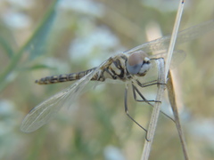 Selysiothemis nigra