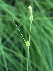 Carex globularis