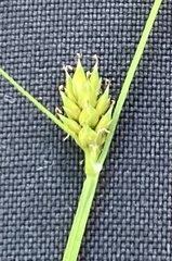 Carex globularis