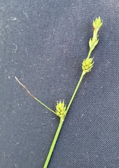 Carex globularis
