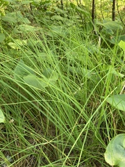 Carex globularis