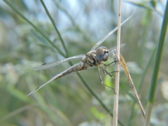 Selysiothemis nigra
