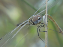 Selysiothemis nigra