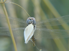 Selysiothemis nigra