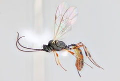 Campoletis pedunculata