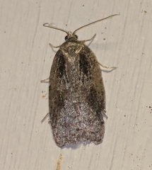 Acleris fuscana