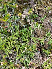 Diphasiastrum alpinum