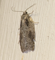 Acleris fuscana