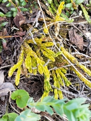 Diphasiastrum alpinum