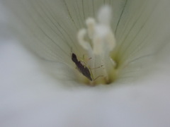 Heterotoma planicornis