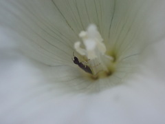 Heterotoma planicornis