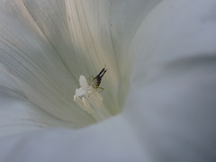 Heterotoma planicornis