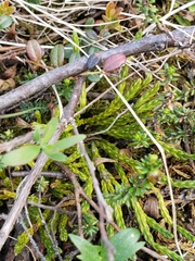 Diphasiastrum alpinum