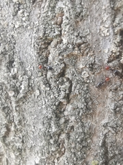 Crematogaster scutellaris