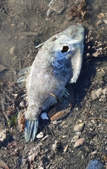 Scobinichthys granulatus