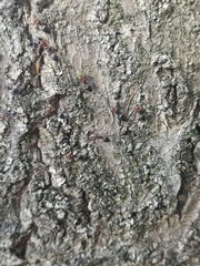 Crematogaster scutellaris