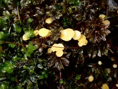 Octospora catharineae