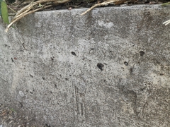 Crematogaster scutellaris