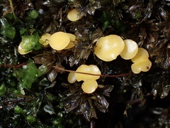 Octospora catharineae