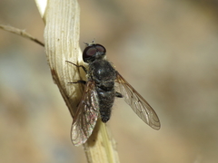 Cononedys scutellata