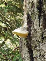 Fomitiporia hartigii