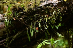 Bulbophyllum albociliatum