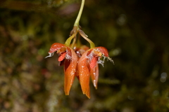 Bulbophyllum albociliatum