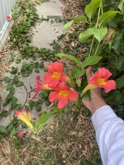 Amphilophium buccinatorium