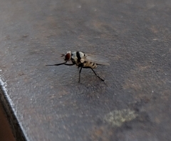 Limnophora obsignata