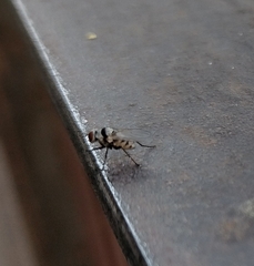 Limnophora obsignata