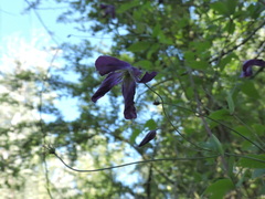 Clematis viticella