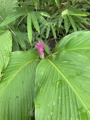 Curcuma petiolata