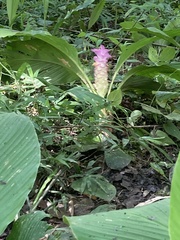 Curcuma petiolata