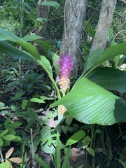 Curcuma petiolata