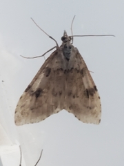 Udea washingtonalis