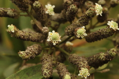 Lippia multiflora image