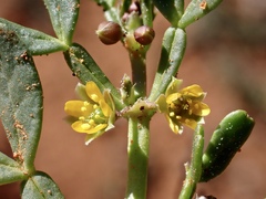 Roepera iodocarpa