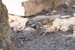 Turdus iliacus