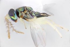 Prochiloneurus pulchellus