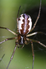 Neriene peltata