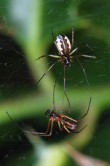 Neriene peltata