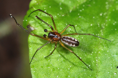 Neriene peltata