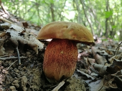 Suillellus mendax